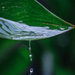 Gros plan de gouttes d'eau coulant d'une feuille