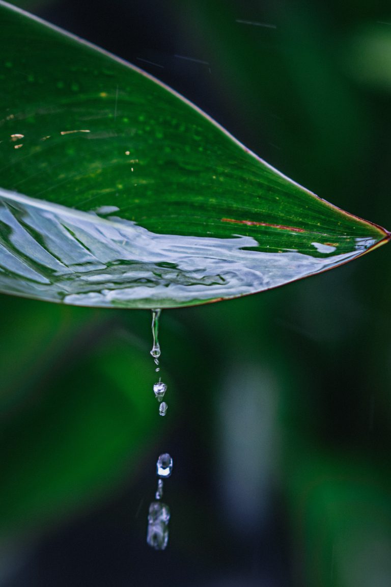 Gros plan de gouttes d'eau coulant d'une feuille